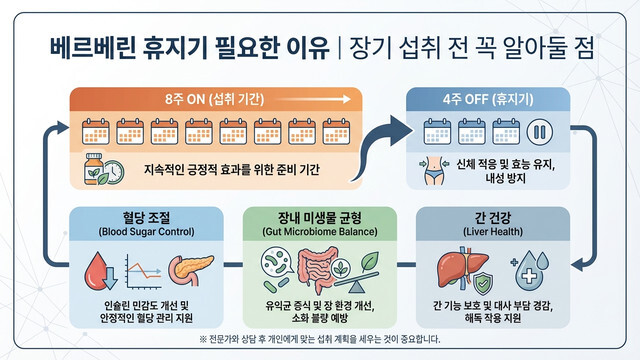 베르베린 휴지기 - 베르베린 장기 복용 시 휴지기가 필요한 이유와 안내 인포그래픽